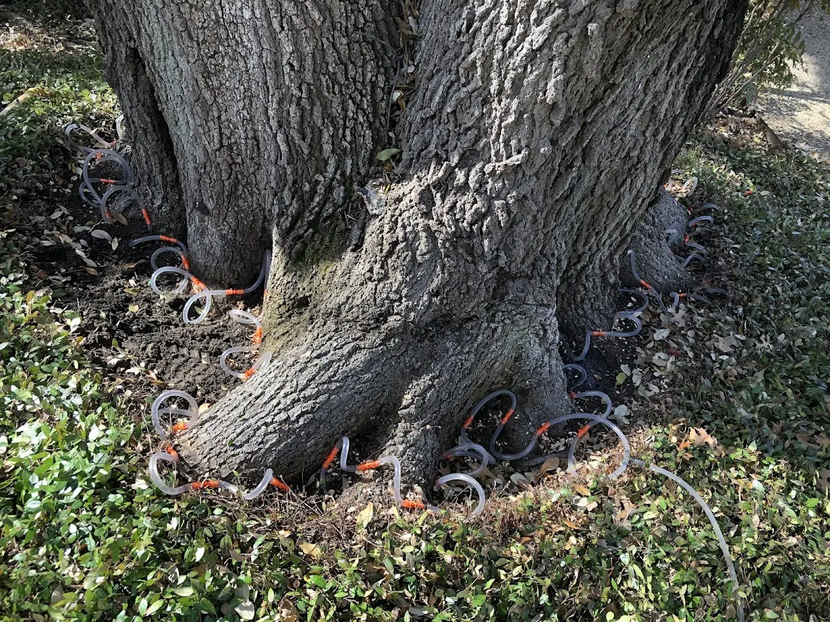 Detailed Shrub and Hedge Trimming job site in Peaster