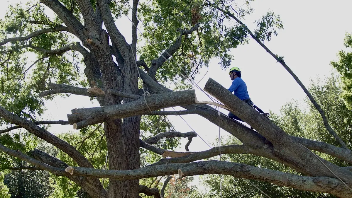 Professional Hazardous Tree Removal performed by certified arborists in Peaster