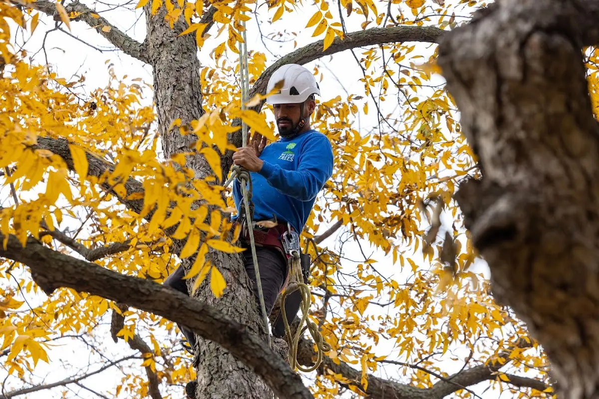 Skilled Tree Transplanting crew working in Peaster